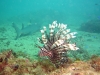 feuerfisch-und-weissspitzenriffhai