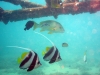 fische-unter-stahlrohren