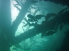 fische-zwischen-den-saeulen