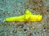 gelbe-nacktschnecke
