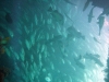 grosse-fischschwaerme