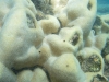 koralle-in-coral-bay
