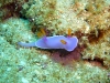 lila-schnecke