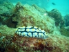 nacktschnecke