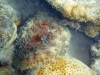 oktopus-1