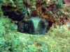 oktopus-guckt-durch-ein-loch