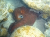 oktopus