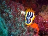 orange-schwarz-weiss-gestreifte-schnecke