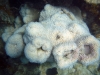 p1120890