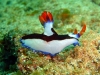 Nacktschnecke