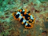schwarz-weisse-nacktschnecke-mit-orangenen-gnubbeln
