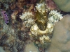 steinfisch-und-nacktschnecke
