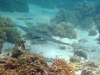 trompetenfisch