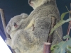 Koala mit Baby