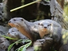 Otter im Australia Zoo