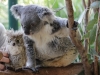 Auch Koalas mögen Pani