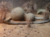 Schlagenhäutung im Australia Zoo
