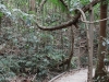 Weg im Regenwald