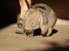 Wombat im Australia Zoo