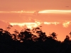 sonnenuntergang_baeume