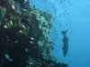 fische-und-korallen