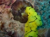 gelbe-nacktschnecke