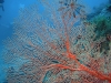 gorgonie-1