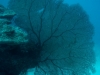 gorgonie-2