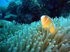 halsband-anemonenfisch