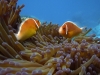 halsband-anemonenfische