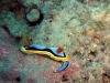 nacktschnecke-1