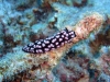 nacktschnecke-2