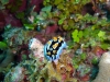 nacktschnecke