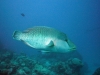 napoleon-lippfisch