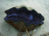 riesenmuschel