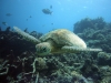schildkroete-1