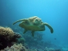 schildkroete-2
