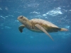 schildkroete-an-der-oberflaeche-kurz-nach-dem-luft-holen