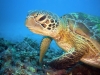 schildkroete