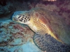 schlafende-schildkroete