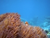 schuechterne-halsband-anemonenfische