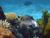 vielleicht-ein-kugelfisch