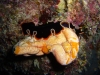 wohl-eine-nacktschnecke
