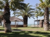 palmen-im-resort
