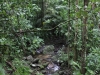 bach-in-der-mossman-gorge-1