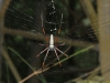 grosse-spinne
