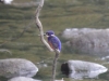 kleiner-eisvogel
