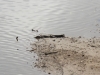 krokodil-am-bloomfield-river