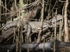krokodil-auf-ast