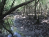 mangrovenwald
